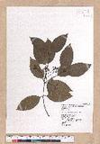Cinnamomum osmophloeum Kanehira g׮