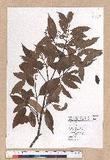 Cinnamomum subavenium Miq. Ӹ()