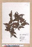 Cinnamomum subavenium Miq. Ӹ()