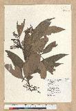 Machilus zuihoensis Hayata 