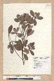 Machilus obovatifolia (Hayata) Kanehira & Sasaki ˧Z