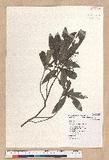Litsea hypophaea Hayata pl(׾)