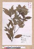 Cinnamomum insulari-montanum Hayata s׮(xW׮)