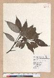 Cyclobalanopsis myrsinaefolia (Blume) Schott. R