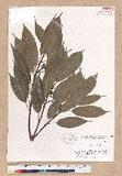 Quercus glauca Thunb. ex Murray CR