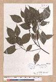 Cinnamomum camphora (L.) Sieb.