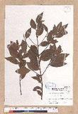 Cinnamomum doederleinii Engl.