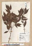 Neolitsea acuminatissima (Hayata) Kanehira et Sasaki ssl
