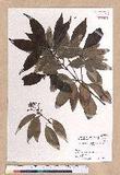Cinnamomum sieboldii Meissn. ex Nees