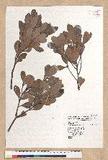 Machilus obovatifolia (Hayata) Kanehira & Sasaki ˧Z