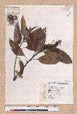 Pasania nantoensis (Hayata) Schottky nR