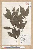 Neolitsea aciculata (Blume) Koidz. var. variabillima (Hayata) J. C. Liao ܸsl