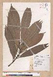 Machilus japonica Siebold et Zucc. 饻()