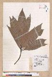 Machilus japonica Siebold et Zucc. 饻()