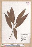 Machilus japonica Siebold et Zucc. 饻()