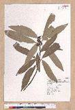 Litsea acuminata (Blume) Kurata l