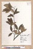 Litsea morrisonensis Hayata ɤsl