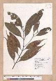 Cinnamomum austrosinense H. T. Chang dۥ