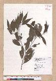 Cinnamomum osmophloeum Kanehira g׮
