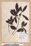 Litsea elongata (Wall. ex Nees) Benth. et Hook. f. var. mushaensis (Hayata) J. C. Liao l