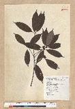 Neolitsea aciculata (Blume) Koidz. var. variabillima (Hayata) J. C. Liao ܸsl
