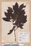 Litsea elongata (Wall. ex Nees) Benth. et Hook. f. var. mushaensis (Hayata) J. C. Liao l