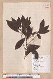 Litsea elongata (Wall. ex Nees) Benth. et Hook. f. var. mushaensis (Hayata) J. C. Liao l