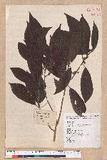 Litsea elongata (Wall. ex Nees) Benth. et Hook. f. var. mushaensis (Hayata) J. C. Liao l
