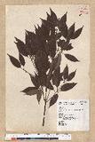 Neolitsea acuminatissima (Hayata) Kanehira et Sasaki ssl