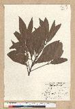 Persea japonica (Siebold & Zucc.) Kosterm.