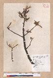 Quercus acutissima Garruth. R