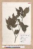 Pasania konishii (Hayata) Schottky oR