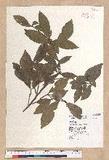 Litsea hypophaea Hayata pl(׾)