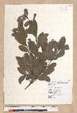Litsea hypophaea Hayata pl(׾)