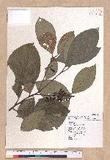 Litsea akoensis Hayata ̪Fl