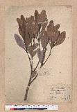Pasania formosana (Skan) Schott. OW_