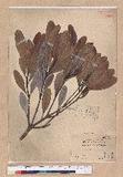 Pasania formosana (Skan) Schott. OW_