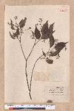 Cinnamomum camphora (L.) Sieb.
