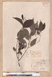 Cinnamomum camphora (L.) Nees & Eberm. var. nominale Hayata ݼ