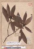 Litsea acuminata (Blume) Kurata l