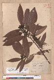 Litsea acuminata (Blume) Kurata l
