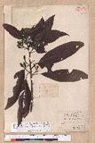 Litsea acuminata (Blume) Kurata l