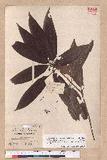 Litsea acuminata (Blume) Kurata l