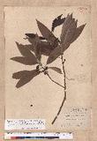 Litsea acuminata (Blume) Kurata l