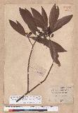 Litsea acuminata (Blume) Kurata l