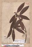 Litsea acuminata (Blume) Kurata l