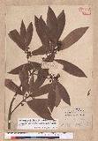 Litsea acuminata (Blume) Kurata l
