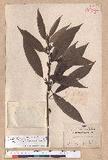 Litsea acuminata (Blume) Kurata l