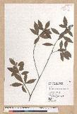 Litsea lii Chang var. nunkao-tahangensis (Liao) Liao ~l