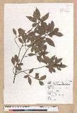 Litsea lii Chang var. nunkao-tahangensis (Liao) Liao ~l